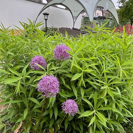 Apartamento In Koblenz, Nahe Uni Und Bwzk Mit Garten Coblenza