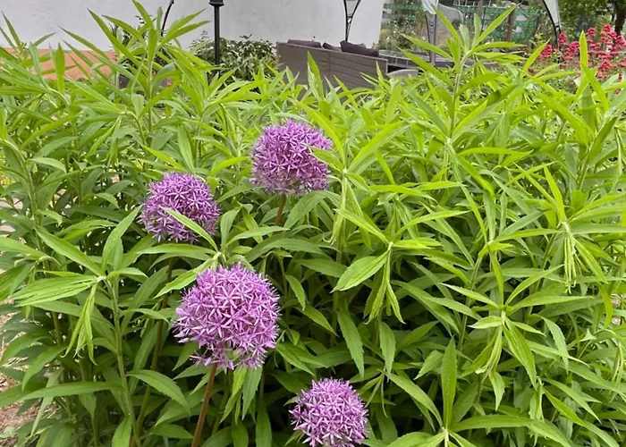 Apartman In Koblenz, Nahe Uni Und Bwzk Mit Garten Koblenz